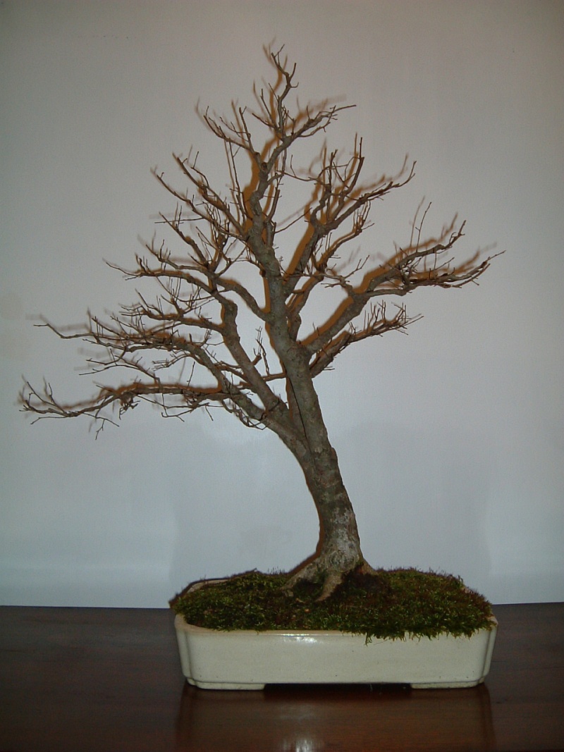 Any American Elm in the forum? Bonsai10