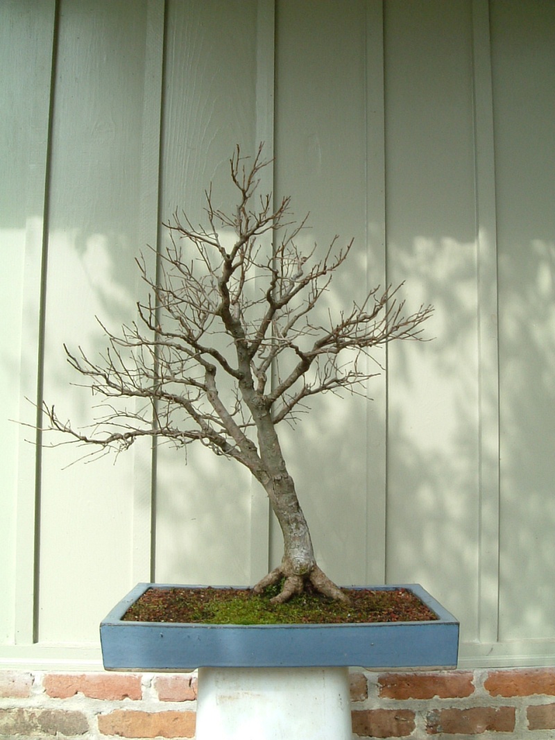 Any American Elm in the forum? Elm_2-10