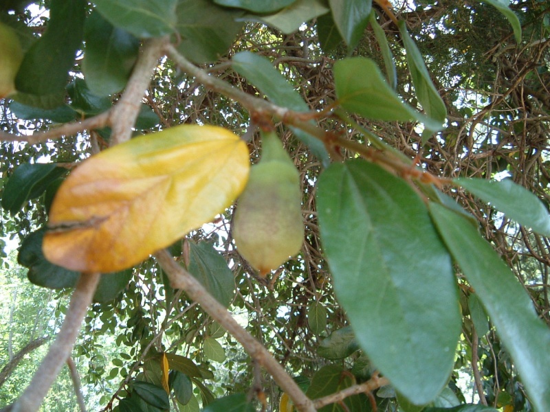 kauai ficus Ficus_10