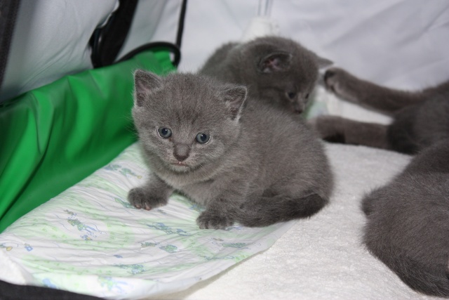 5 chatons sont nés au Jardin des Agapanthes (Garches - 92) Img_3111