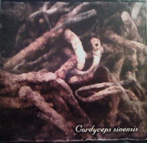 Single. Cordyceps sinensis. 2009/08/26 Cordyc10