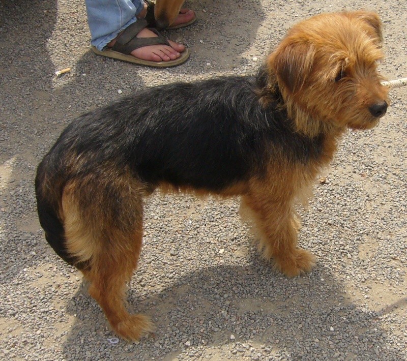  Croisé York/basset fauve de bretagne P1080517