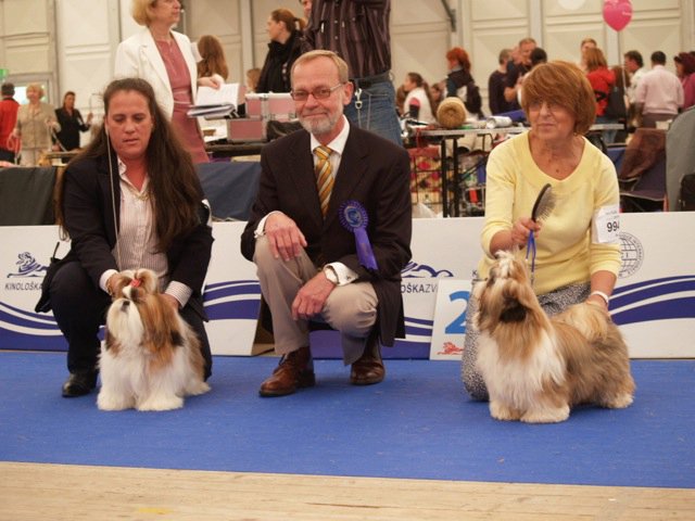 EUROPEAN DOG SHOW 2010 - CELJE (Slo) - BEST PUPPY SHIH-TZU Dafne_10