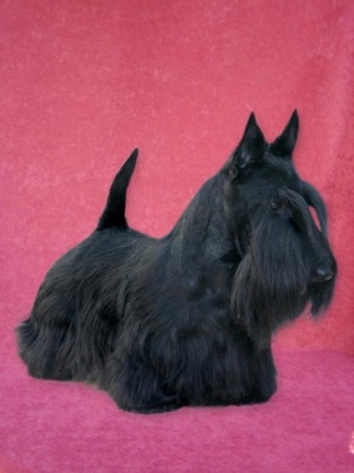 Scottish Terrier Attitude (STA)