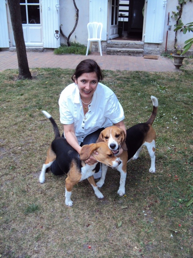 DAISY beagle de 5 ans association Galia (85) Dsc03210