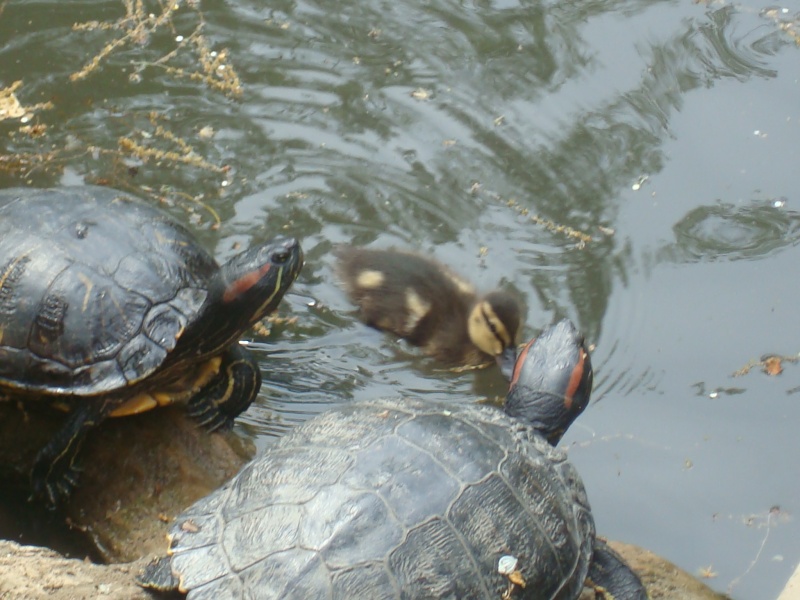 tortues et bb canard au jardin des plantes de toulouse Dsc07215
