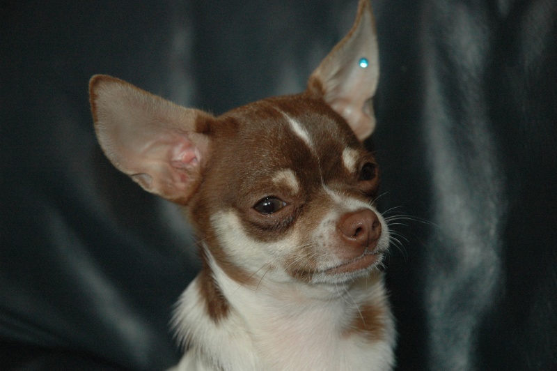 Chihuahua à vendre Photo_16