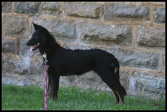 A adopté croiser Berger Femelle de 5 mois (83)  05012