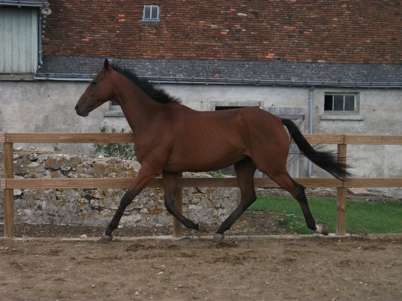 [VENDS] Cheval PS bonne aptitudes dressage et CCE Dscf1217