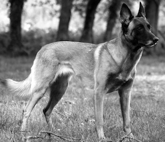 Bara de Karysha (malinois) - Page 21 Img_1810