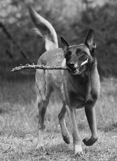 Bara de Karysha (malinois) - Page 21 Img_1811