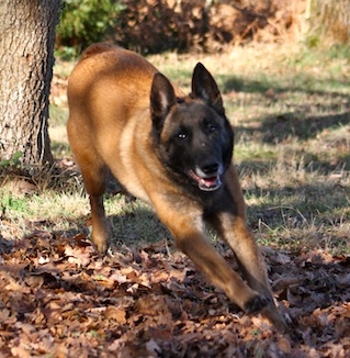 Caane de Karysha (malinois) - Page 14 Img_8510