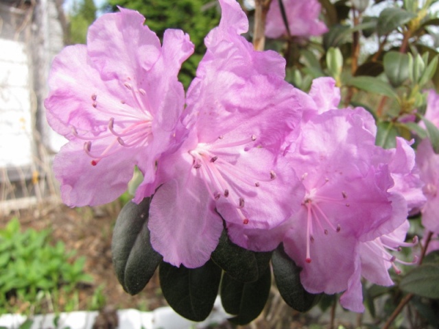 Rhododendron  PJM ÉLITE Rhodod11