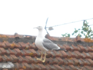 les oiseaux du bord de mer:le goéland 19610