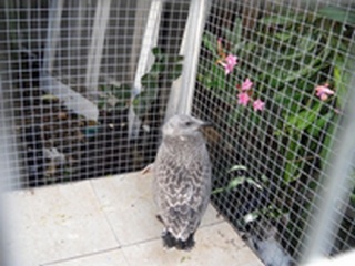 les oiseaux du bord de mer:le goéland Le_goe11