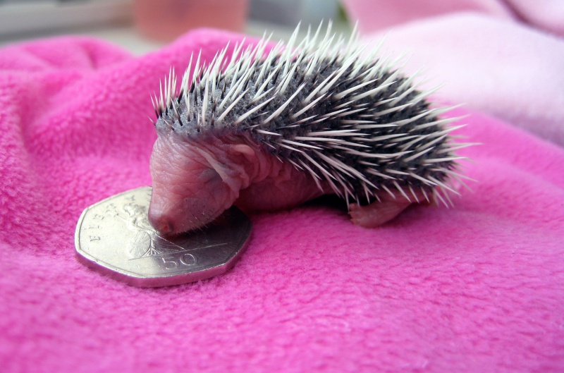 Stanley the baby hedgehog - shot dead in local cemetery  Stanle12