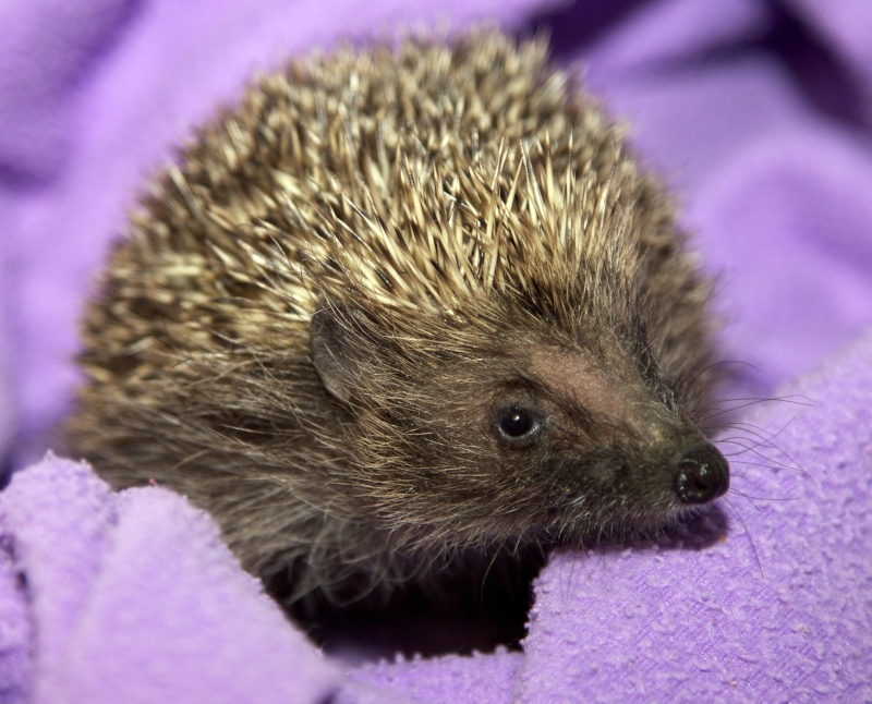 Stanley the baby hedgehog - shot dead in local cemetery  Stanle13