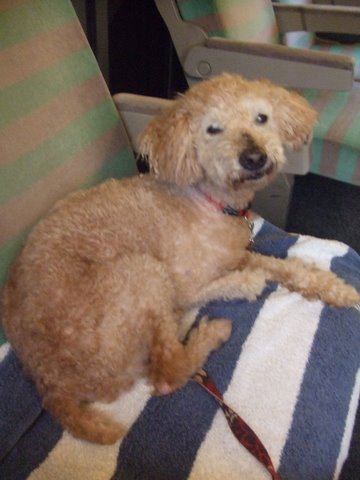 CHARLY papy de 15 ans croisé caniche EN FA Définitif Dscf1111