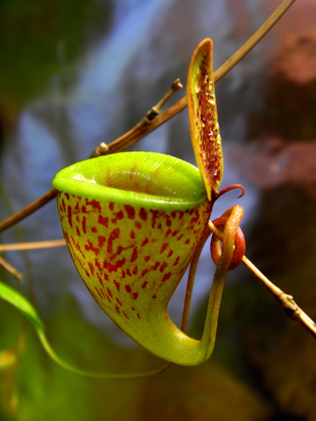 Nepenthes "Tenuis" Sany0121