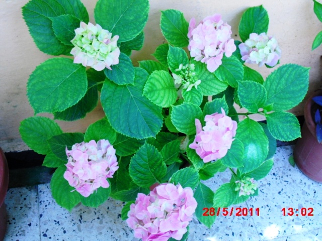 hortensias - Hortensias  4_hort10