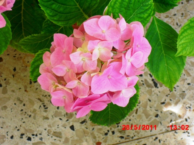 Hortensias 5_hort10
