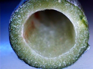 Amaryllis (hippeastrum) -culture, entretien, floraison Amaryl22