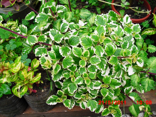 Plectranthus coleoides variegata synonyme Plectranthus glabratus Cimg1010