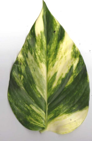 Les feuilles -une splendeur Copie_14