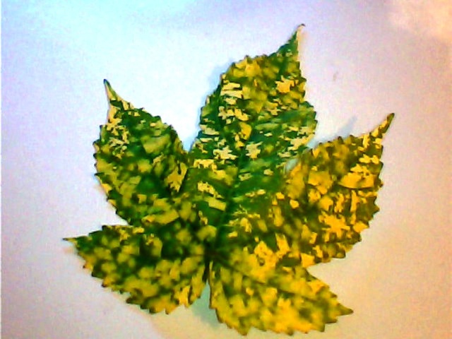 Les feuilles -une splendeur F_abut10
