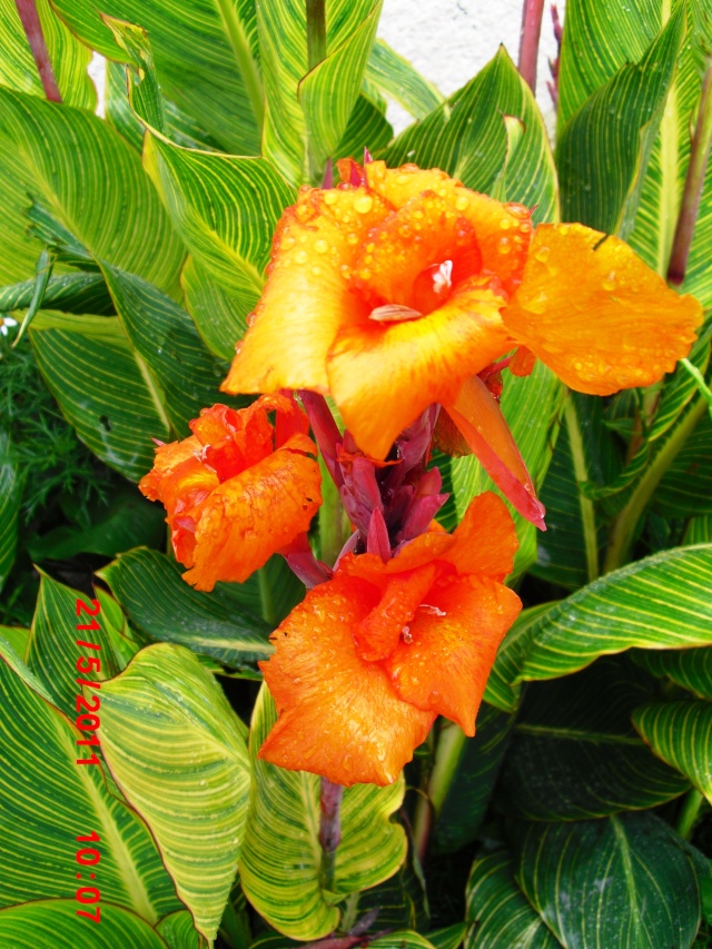 Canna Florai13