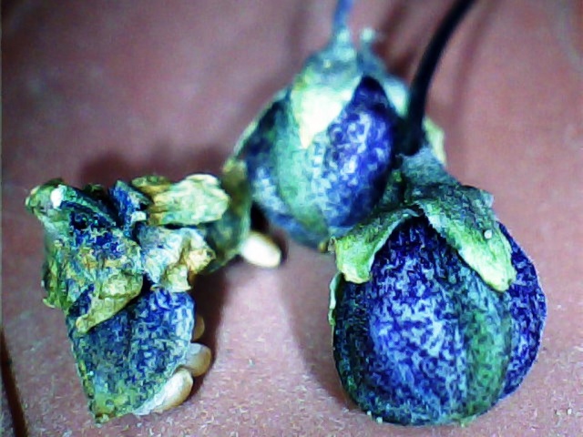 la culture des violettes sauvages -Viola odorata (violettes odorantes) Graine16
