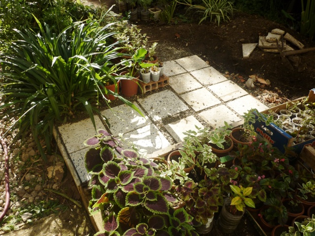 travaux au jardin - Page 2 P1020310