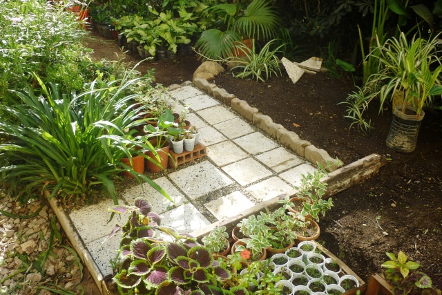 travaux au jardin - Page 2 P1020320