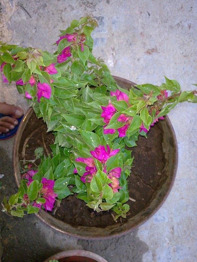 les bougainvilliers Photo013