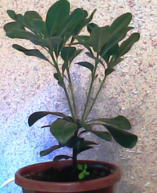 Pittosporum- un vert tendre  et une belle floraison Pit_110