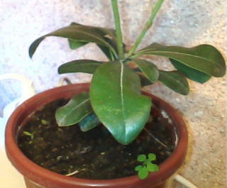 Pittosporum- un vert tendre  et une belle floraison Pit_210