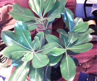 Pittosporum- un vert tendre et une belle floraison Pit_310