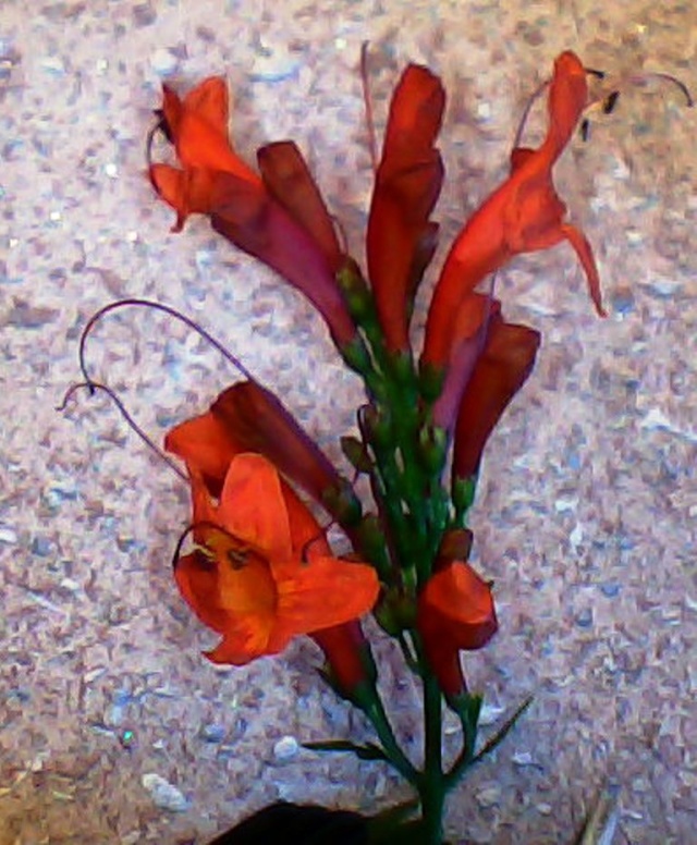 Floraisons du mois de juin Tecoma10