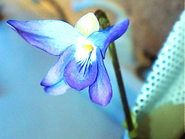 la culture des violettes sauvages -Viola odorata (violettes odorantes) V110