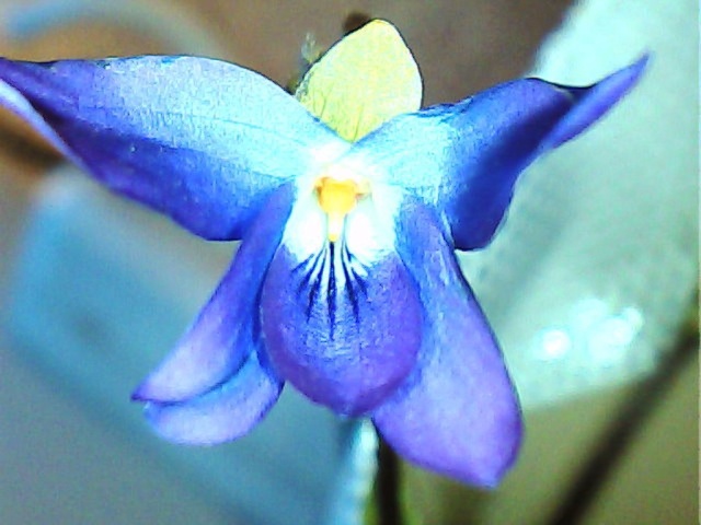 la culture des violettes sauvages -Viola odorata (violettes odorantes) V210