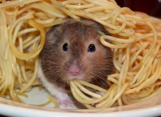 [animaux] mes spaghettis !!!!!!!!!!!!!!!!!!!!! Souris10