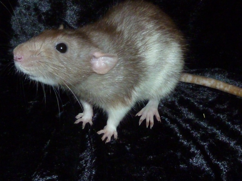 [cherche] Rat mâle base mink ou bleu russe P1090811
