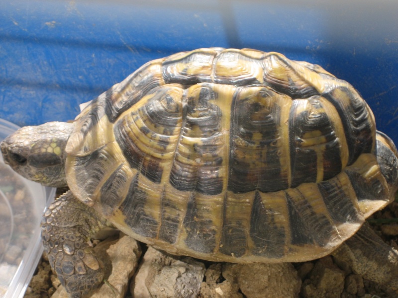 identification de mon "papa tortue" (nouvelles photos) Img_5510