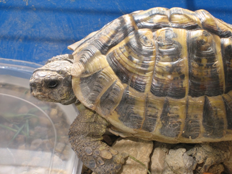 identification de mon "papa tortue" (nouvelles photos) Img_5511