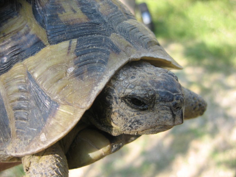 identification de mon "papa tortue" (nouvelles photos) Img_5517