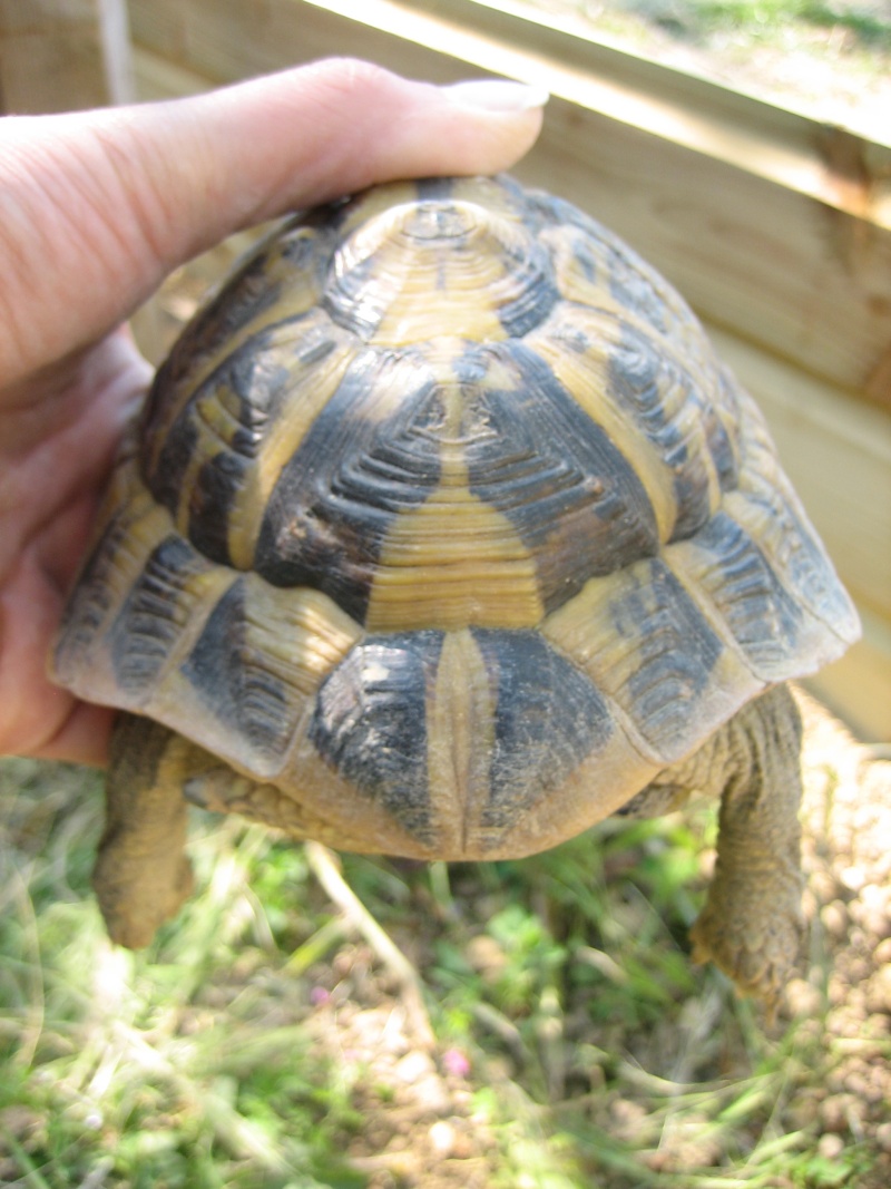 identification de mon "papa tortue" (nouvelles photos) Img_5519
