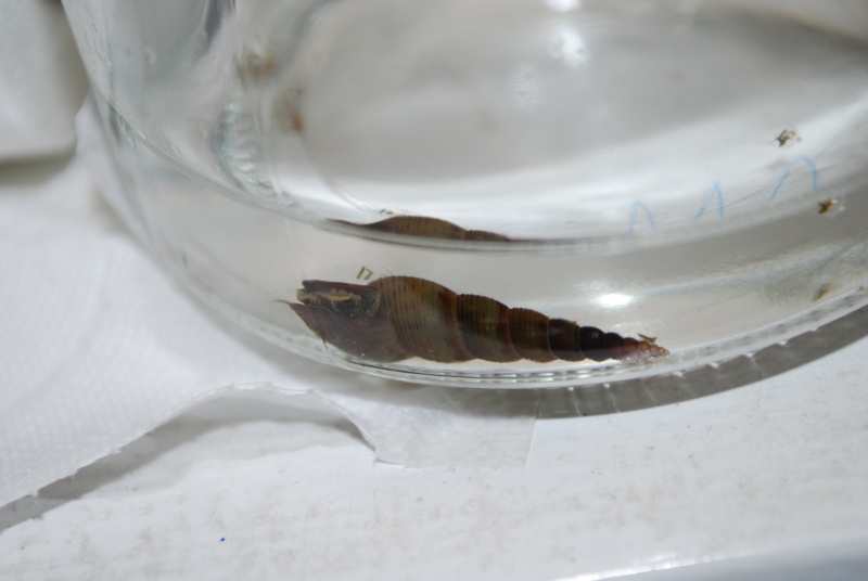 Identification d'escargot Escarg11
