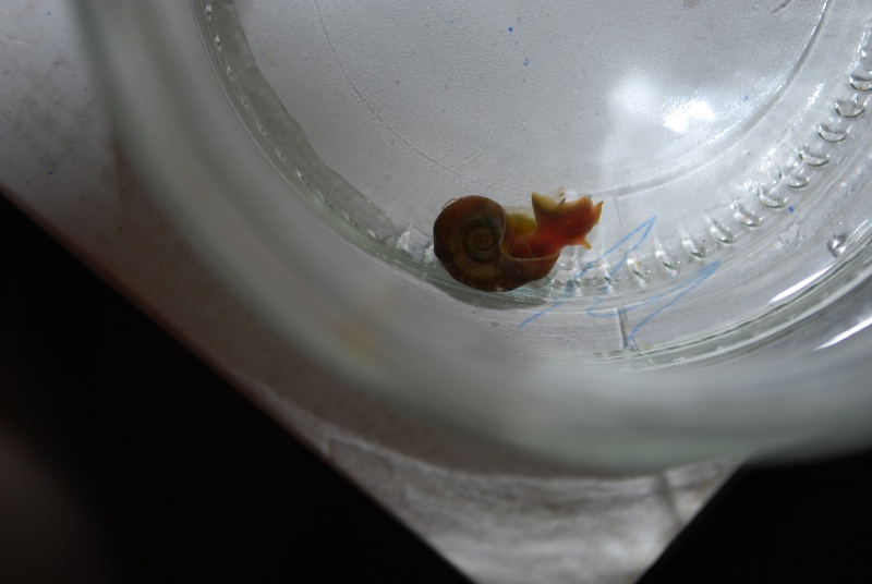 Identification d'escargot Escarg14