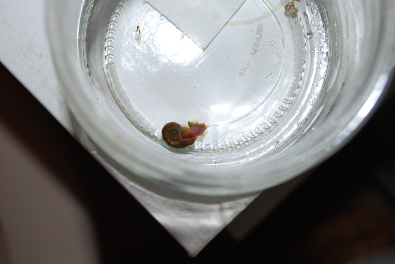 Identification d'escargot Escarg15