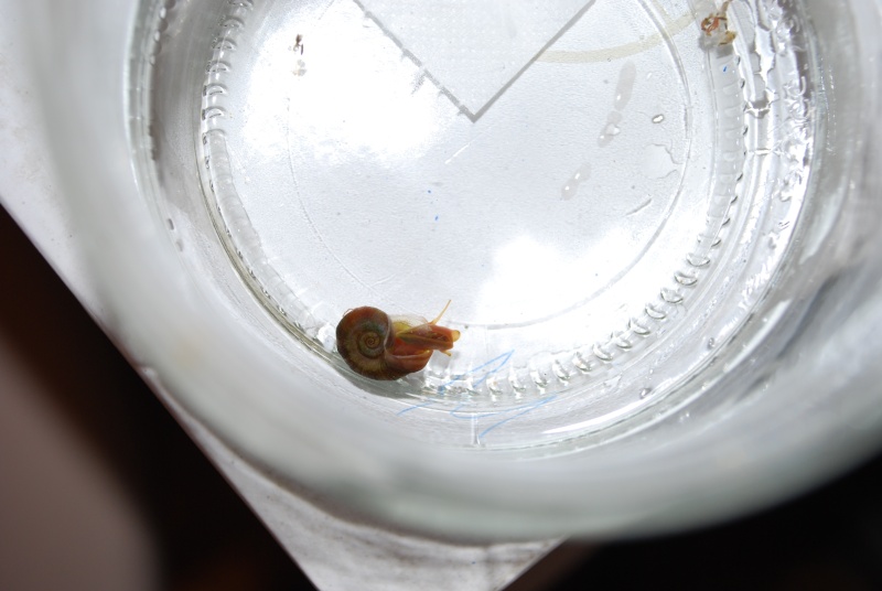 Identification d'escargot Escarg17
